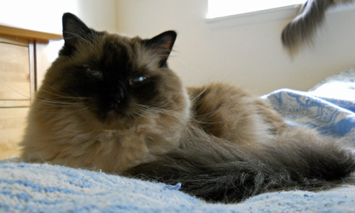 Chinook on the mend