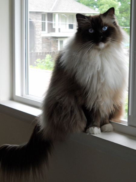 Eighteen pounds of healthy kitty