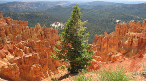 Ponderosa Canyon