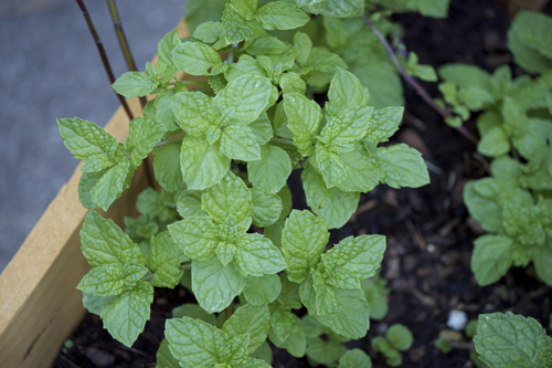 Thriving mint