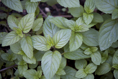 Thriving mint