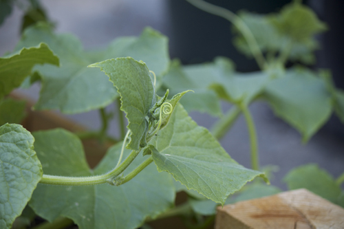 Cucumbers