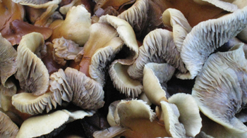 Closeup of mushroom cluster