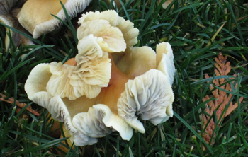One of the mushrooms in the cluster