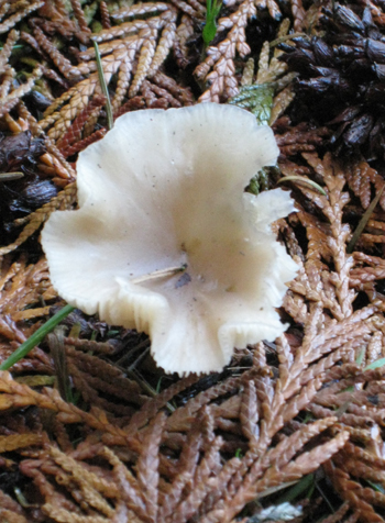 Mushroom in fallen cedar fronds