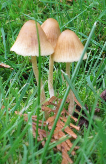 Mushroom trio