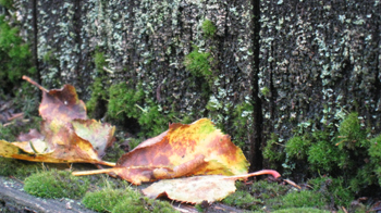 A closer look at autumn