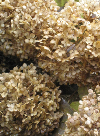 Lacecap hydrangeas