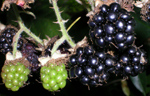 More blackberries More blackberries