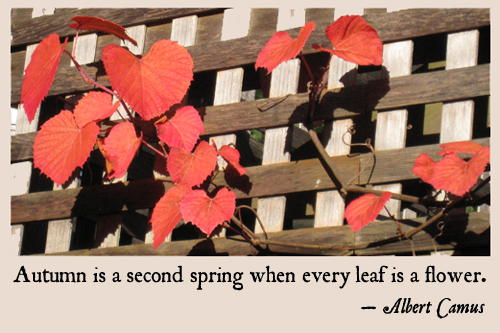 Autumn is a second spring when every leaf is a flower