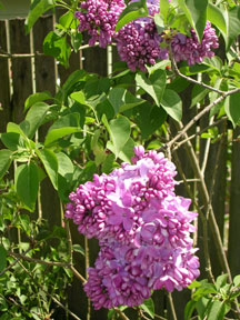 Lilac (Syringa vulgaris)