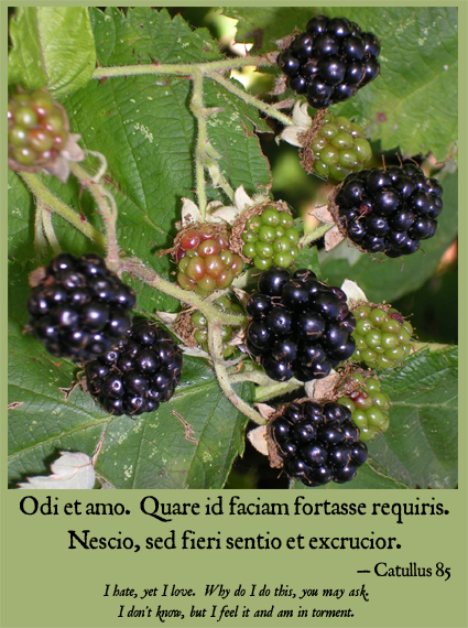 Our complicated relationship with rubus discolor Our complicated relationship with rubus discolor
