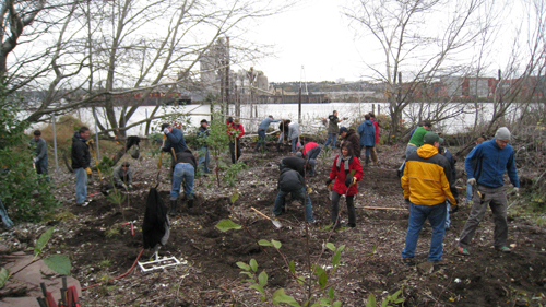 Uprooting poplar saplings