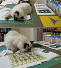 Nanaimo helps cut the squares