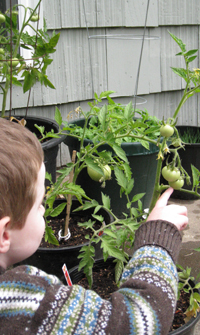 Checking on the tomato plants