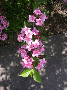 Weigela (Weigela florida)