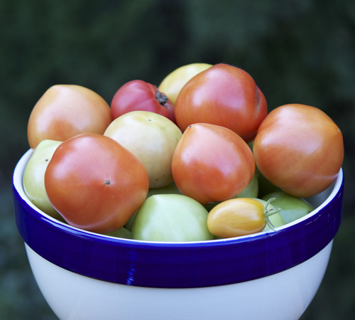 Tomato harvest