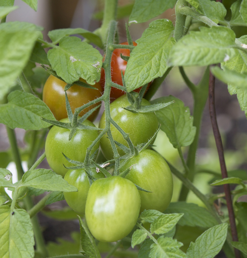 Tomatoes