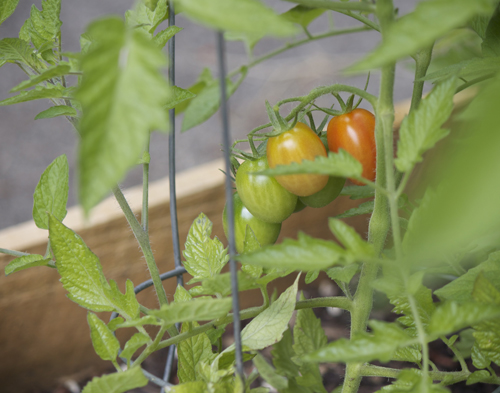 More tomatoes