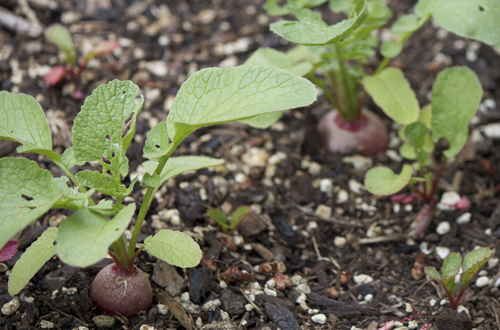 Radishes