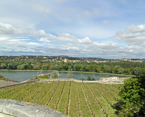 Pont d'Avignon and the Pope's Vineyard