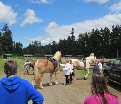 Horses used for jousting