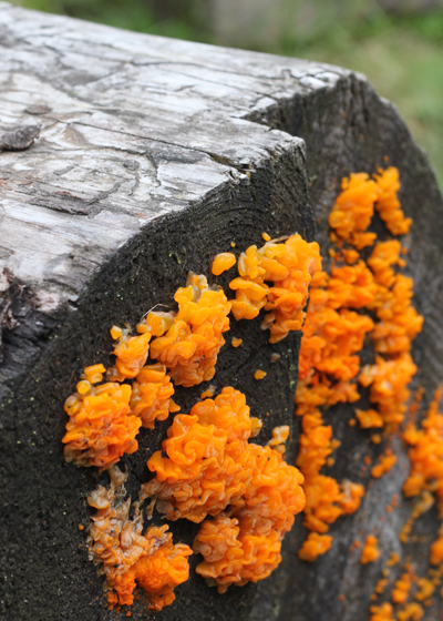 Camp Pigott, the best place to be a fungi this summer