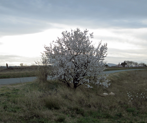 Spring arrives in Narbonne Spring arrives in Narbonne
